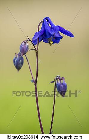 European columbine (Aquilegia vulgaris) North Rhine-Westphalia, Germany, Europe View Large Photo Image Picture - European columbine (Aquilegia vulgaris) North Rhine-Westphalia, Germany, Europe. Fotosearch