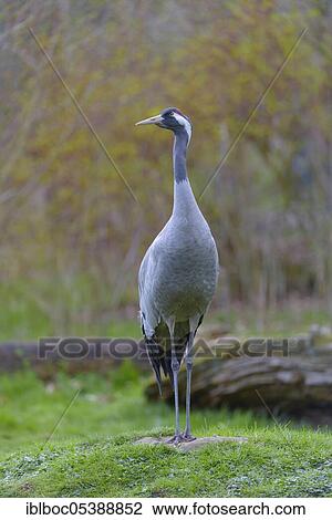 European crane, Lower Saxony, Germany (Grus grus) View Large Photo Image Stock Image - European crane, Lower Saxony, Germany (Grus grus). Fotosearch