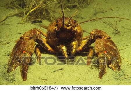 European Crayfish (Astacus astacus) View Large Photo Image Stock Photo - European Crayfish (Astacus astacus). Fotosearch