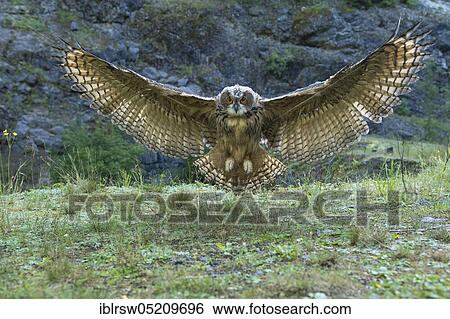 European Eurasian eagle-owl (Bubo bubo) Lower Saxony, Germany, Europe View Large Photo Image Stock Photograph - European Eurasian eagle-owl (Bubo bubo) Lower Saxony, Germany, Europe. Fotosearch