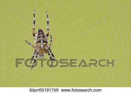 European garden spider (Araneus diadematus) on the network, Lower Saxony, Germany, Europe View Large Photo Image Stock Photo - European garden spider (Araneus diadematus) on the network, Lower Saxony, Germany, Europe. Fotosearch