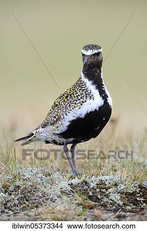 European golden plover (Pluvialis apricaria), Snäfellsnes Peninsula, Iceland, Europe View Large Photo Image Picture - European golden plover (Pluvialis apricaria), Snäfellsnes Peninsula, Iceland, Europe. Fotosearch