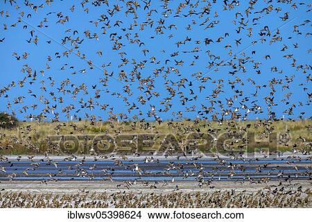 European golden plover (Pluvialis apricaria), Baltic Sea, Fehmarn, Schleswig-Holstein, Germany, Europe View Large Photo Image Picture - European golden plover (Pluvialis apricaria), Baltic Sea, Fehmarn, Schleswig-Holstein, Germany, Europe. Fotosearch