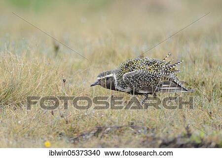 European golden plover (Pluvialis apricaria), Snäfellsnes Peninsula, Iceland, Europe View Large Photo Image Stock Image - European golden plover (Pluvialis apricaria), Snäfellsnes Peninsula, Iceland, Europe. Fotosearch