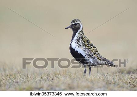 European golden plover (Pluvialis apricaria), Snäfellsnes Peninsula, Iceland, Europe View Large Photo Image Stock Photograph - European golden plover (Pluvialis apricaria), Snäfellsnes Peninsula, Iceland, Europe. Fotosearch