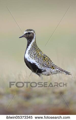 European golden plover (Pluvialis apricaria), Snäfellsnes Peninsula, Iceland, Europe View Large Photo Image Stock Photography - European golden plover (Pluvialis apricaria), Snäfellsnes Peninsula, Iceland, Europe. Fotosearch