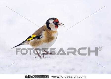 European goldfinch (Carduelis carduelis) foraging in the snow, Middle Elbe Biosphere Reserve, Saxony-Anhalt, Germany, Europe View Large Photo Image Stock Photo - European goldfinch (Carduelis carduelis) foraging in the snow, Middle Elbe Biosphere Reserve, Saxony-Anhalt, Germany, Europe. Fotosearch