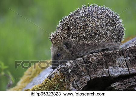 European hedgehog ( Erinaceus europaeus), Switzerland, Europe View Large Photo Image Stock Image - European hedgehog ( Erinaceus europaeus), Switzerland, Europe. Fotosearch