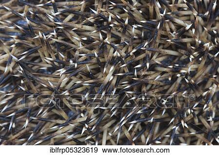 European hedgehog( Erinaceus europaeus), spines, Switzerland,, Europe View Large Photo Image Stock Photo - European hedgehog( Erinaceus europaeus), spines, Switzerland,, Europe. Fotosearch