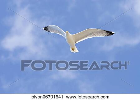 Stock Image - European herring gull (Larus Argentatus) in Tenerife, Canary Islands, Spain, Europe. Fotosearch