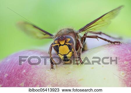Stock Image - European hornet (Vespa crabro), Hanover, Lower Saxony, Germany, Europe. Fotosearch
