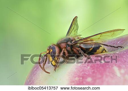 Stock Photo - European hornet (Vespa crabro), Hanover, Lower Saxony, Germany, Europe. Fotosearch