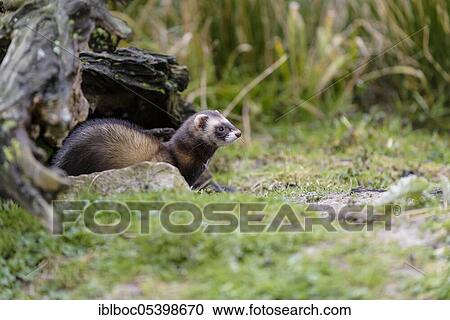 European polecat (Mustela putorius), Lower Saxony, Germany, Europe View Large Photo Image Stock Image - European polecat (Mustela putorius), Lower Saxony, Germany, Europe. Fotosearch