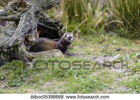 European polecat (Mustela putorius), Lower Saxony, Germany, Europe View Large Photo Image Stock Photo - European polecat (Mustela putorius), Lower Saxony, Germany, Europe. Fotosearch