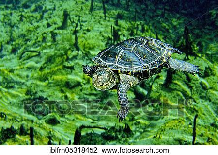 European pond turtle (Emys orbicularis), Baden-Württemberg, Germany, Europe View Large Photo Image Stock Image - European pond turtle (Emys orbicularis), Baden-Württemberg, Germany, Europe. Fotosearch