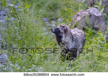 European raccoon dog (Nyctereutes procyonoides), Lower Saxony, Germany, Europe View Large Photo Image Picture - European raccoon dog (Nyctereutes procyonoides), Lower Saxony, Germany, Europe. Fotosearch