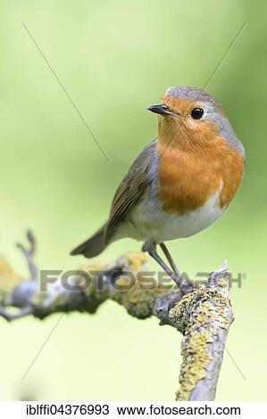 European robin (Erithacus rubecula) on branch covered with lichen, North Rhine-Westphalia, Germany, Europe View Large Photo Image Stock Image - European robin (Erithacus rubecula) on branch covered with lichen, North Rhine-Westphalia, Germany, Europe. Fotosearch
