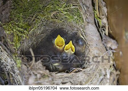 Picture - European robin (Erithacus rubecula) Chicks in the nest, Lower Saxony, Germany, Europe. Fotosearch