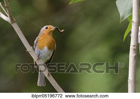 European robin (Erithacus rubecula) with caterpillars, Lower Saxony, Germany, Europe View Large Photo Image Stock Image - European robin (Erithacus rubecula) with caterpillars, Lower Saxony, Germany, Europe. Fotosearch