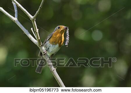 European robin (Erithacus rubecula) with caterpillars, Lower Saxony, Germany, Europe View Large Photo Image Stock Image - European robin (Erithacus rubecula) with caterpillars, Lower Saxony, Germany, Europe. Fotosearch