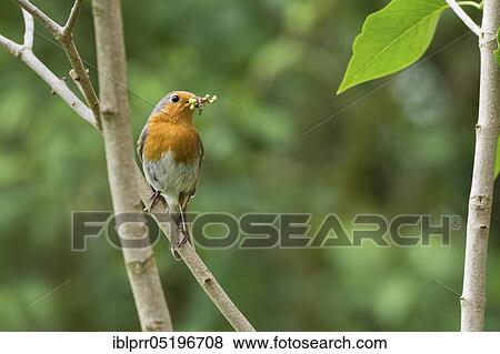 European robin (Erithacus rubecula) with caterpillars, Lower Saxony, Germany, Europe View Large Photo Image Stock Photo - European robin (Erithacus rubecula) with caterpillars, Lower Saxony, Germany, Europe. Fotosearch