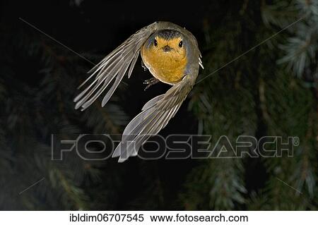 European robin (Erithacus rubecula), robin in flight through fir branches, North Rhine-Westphalia, Germany, Europe View Large Photo Image Stock Photography - European robin (Erithacus rubecula), robin in flight through fir branches, North Rhine-Westphalia, Germany, Europe. Fotosearch