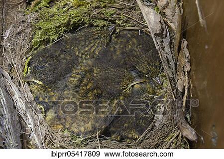 Stock Photo - European robinnest, junge, Lower Saxony, Germany, Europe. Fotosearch