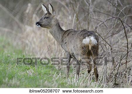 European roe deer (Capreolus capreolus) Ricke, Lower Saxony, Germany, Europe View Large Photo Image Stock Photo - European roe deer (Capreolus capreolus) Ricke, Lower Saxony, Germany, Europe. Fotosearch