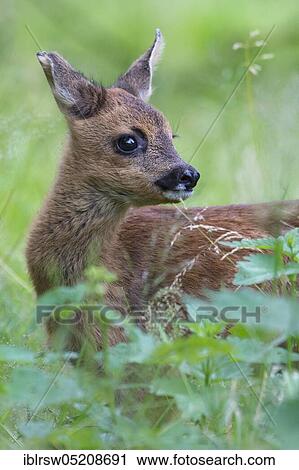 European roe deer (Capreolus capreolus), kitz, Lower Saxony, Germany, Europe View Large Photo Image Stock Image - European roe deer (Capreolus capreolus), kitz, Lower Saxony, Germany, Europe. Fotosearch