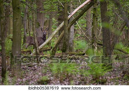 European roe deer (Capreolus capreolus), roe buck, Schleswig-Holstein, Germany, Europe View Large Photo Image Stock Photo - European roe deer (Capreolus capreolus), roe buck, Schleswig-Holstein, Germany, Europe. Fotosearch
