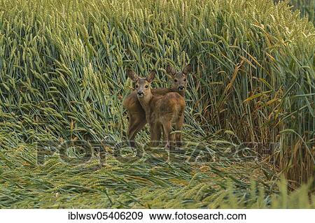European roe deer (Capreolus capreolus), fawns, Mecklenburg, Germany, Europe View Large Photo Image Stock Photo - European roe deer (Capreolus capreolus), fawns, Mecklenburg, Germany, Europe. Fotosearch