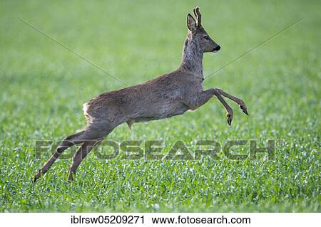 Stock Image - European roe deerbock (Capreolus capreolus), Lower Saxony, Germany, Europe. Fotosearch