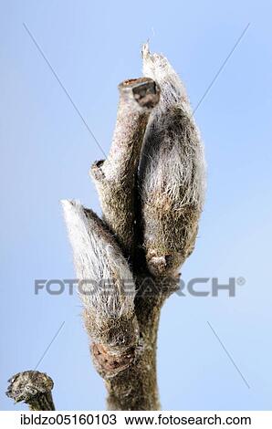 European rowan (Sorbus aucuparia) Bud View Large Photo Image Stock Image - European rowan (Sorbus aucuparia) Bud. Fotosearch