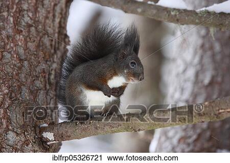European squirrel, Sciurus vulgaris, Switzerland, Europe View Large Photo Image Stock Image - European squirrel, Sciurus vulgaris, Switzerland, Europe. Fotosearch