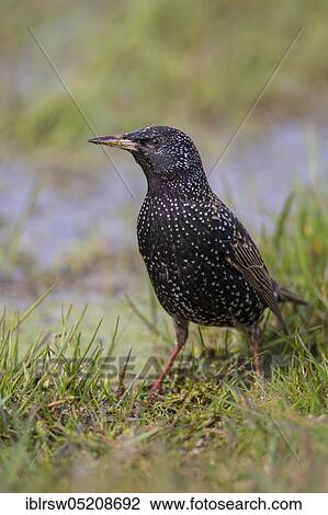 European Starling (Sturnus vulgaris), Lower Saxony, Germany, Europe View Large Photo Image Stock Image - European Starling (Sturnus vulgaris), Lower Saxony, Germany, Europe. Fotosearch