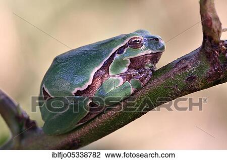 Stock Image - European tree frog (Hyla arborea) Rhineland-Palatinate, Germany, Europe. Fotosearch