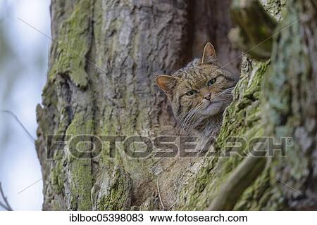 European wildcat (Felis silvestris), Lower Saxony, Germany, Europe View Large Photo Image Stock Image - European wildcat (Felis silvestris), Lower Saxony, Germany, Europe. Fotosearch