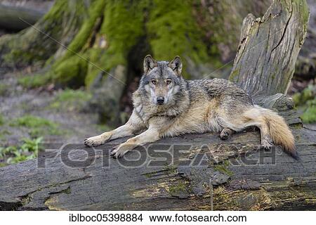 Picture - European wolf (Canis lupus), Lower Saxony, Germany, Europe. Fotosearch
