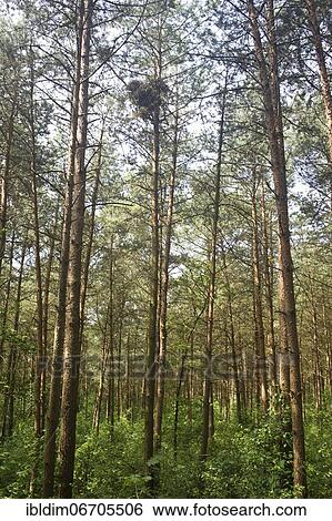Eyrie of the goshawk (Accipiter gentilis), breeding site and eyrie of the goshawk in a young pine stand, North Rhine-Westphalia, Germany, Europe View Large Photo Image Stock Photograph - Eyrie of the goshawk (Accipiter gentilis), breeding site and eyrie of the goshawk in a young pine stand, North Rhine-Westphalia, Germany, Europe. Fotosearch