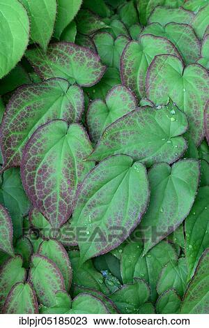 Stock Image - Fairy Flower ( Epimedium spec. ). Fotosearch