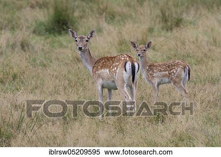 Stock Photography - Fallow deer (Dama dama) female and young, Mecklenburg-Vorpommern, Germany, Europe. Fotosearch