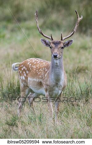 Fallow deer (Dama dama) male, Mecklenburg-Vorpommern, Germany, Europe View Large Photo Image Picture - Fallow deer (Dama dama) male, Mecklenburg-Vorpommern, Germany, Europe. Fotosearch