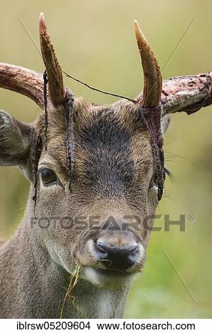 Picture - Fallow deer (Dama dama) male, Mecklenburg-Vorpommern, Germany, Europe. Fotosearch