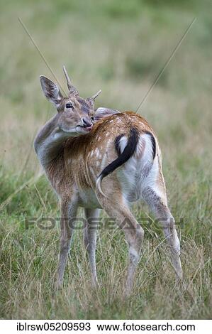 Stock Image - Fallow deer (Dama dama) male, Spiesser, Mecklenburg-Western Pomerania, Germany, Europe. Fotosearch