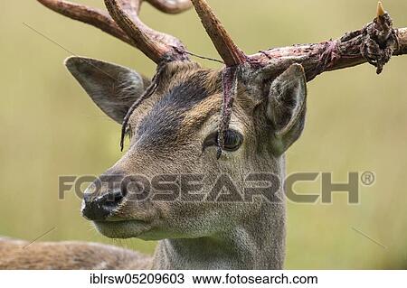 Fallow deer (Dama dama) male, Mecklenburg-Vorpommern, Germany, Europe View Large Photo Image Stock Image - Fallow deer (Dama dama) male, Mecklenburg-Vorpommern, Germany, Europe. Fotosearch