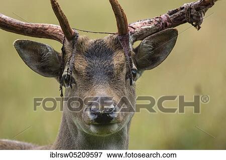 Fallow deer (Dama dama) male, Mecklenburg-Vorpommern, Germany, Europe View Large Photo Image Stock Photo - Fallow deer (Dama dama) male, Mecklenburg-Vorpommern, Germany, Europe. Fotosearch