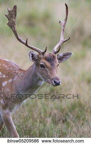 Fallow deer (Dama dama) male, Mecklenburg-Vorpommern, Germany, Europe View Large Photo Image Stock Photograph - Fallow deer (Dama dama) male, Mecklenburg-Vorpommern, Germany, Europe. Fotosearch