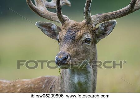 Fallow deer (Dama dama) male, Mecklenburg-Vorpommern, Germany, Europe View Large Photo Image Stock Photograph - Fallow deer (Dama dama) male, Mecklenburg-Vorpommern, Germany, Europe. Fotosearch