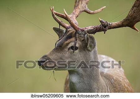 Stock Photography - Fallow deer (Dama dama) male, Mecklenburg-Vorpommern, Germany, Europe. Fotosearch