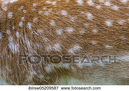 Stock Photo - Fallow deer (Dama dama) Mecklenburg-Vorpommern, Germany, Europe. Fotosearch